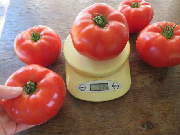 Seed - Tomato Marglobe - Catherine's Ornamental Vegetable Garden