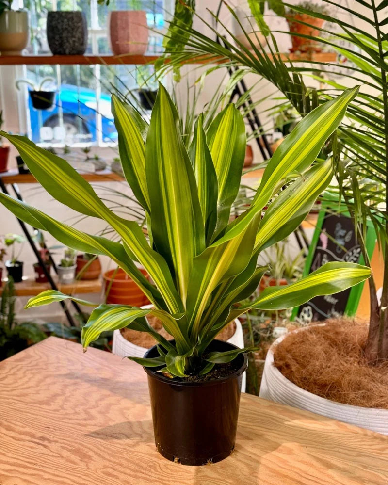 Dracaena Golden Heart