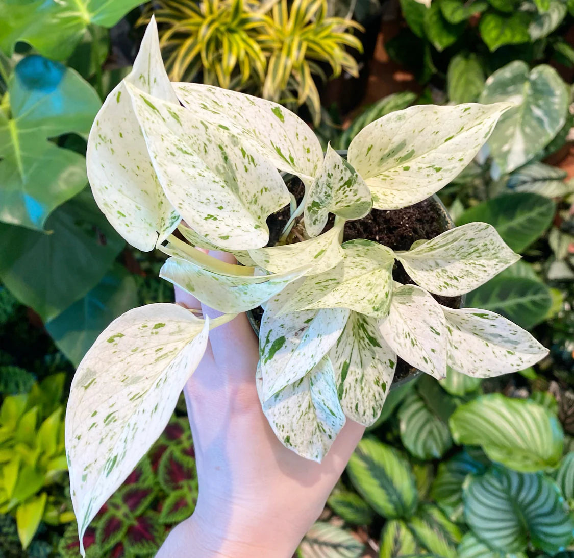 Pothos Snow Queen - Epipremnum aureum snow queen