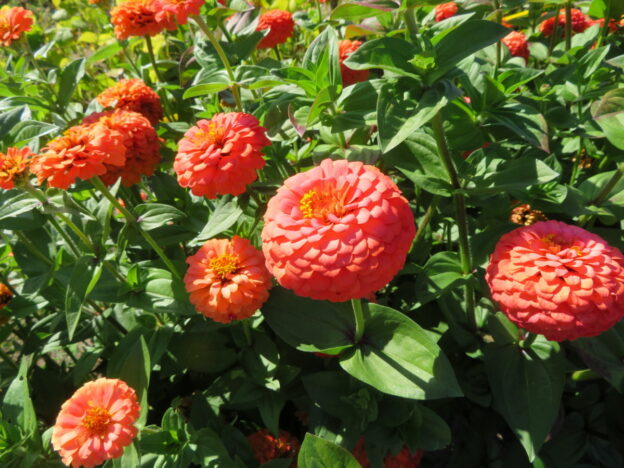 Seed - Zinnia Oklahoma salmon - Catherine's Ornamental Vegetable Garden