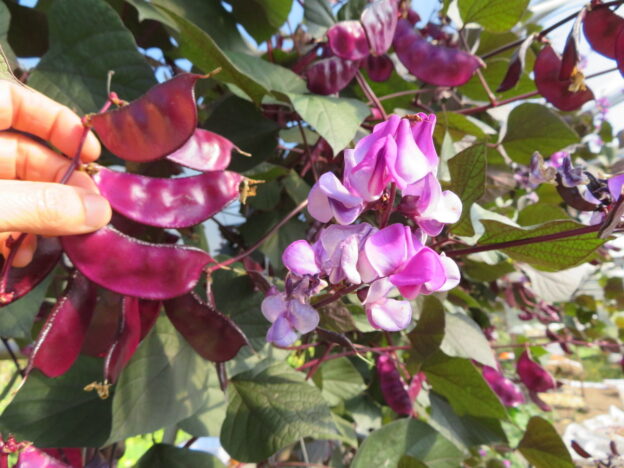 Seed - Hyacinth Bean - Catherine's Ornamental Vegetable Garden
