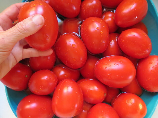 Semence - Tomate Rio Grande - Le potager ornemental de Catherine