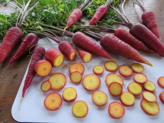 Seed - Cosmic Surprise Carrot - Catherine's Ornamental Garden