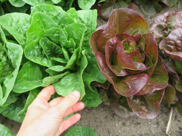 Seed - Mini romaine lettuce mix - Catherine's ornamental vegetable garden