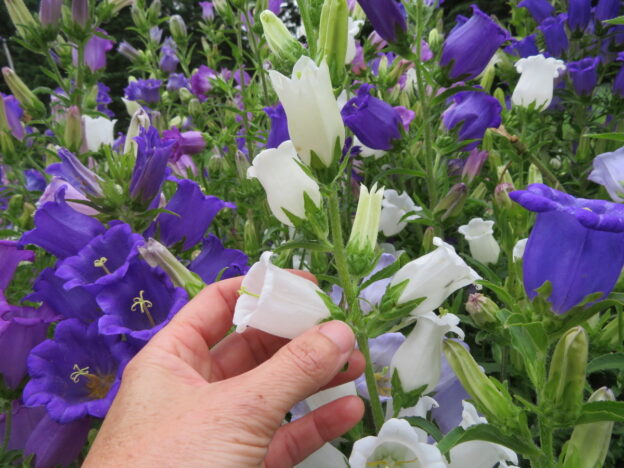 Semence - Campanule 'Carillon mix' - Le potager ornemental de Catherine