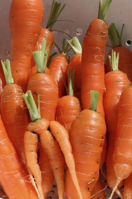 Sachet de semence - Carotte Scarlet Nantes – Le Potager ornemental de Catherine
