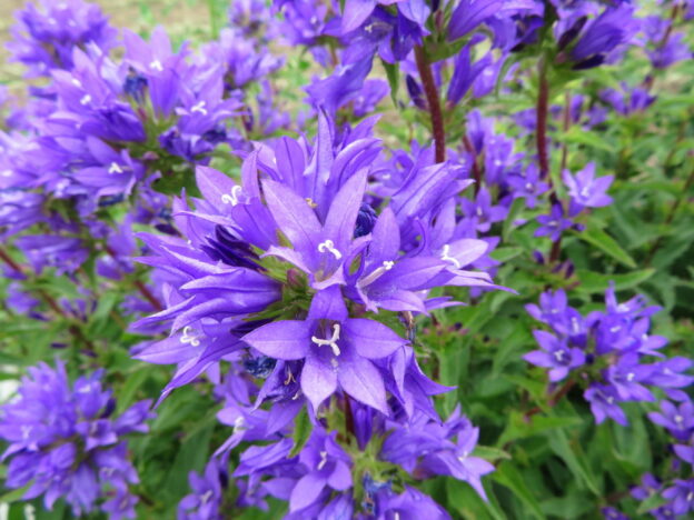 Seed - Tufted Bellflower - Catherine's Ornamental Kitchen Garden