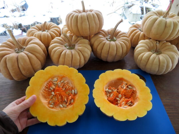 Seed - Squash 'Kikuza' - Catherine's Ornamental Vegetable Garden