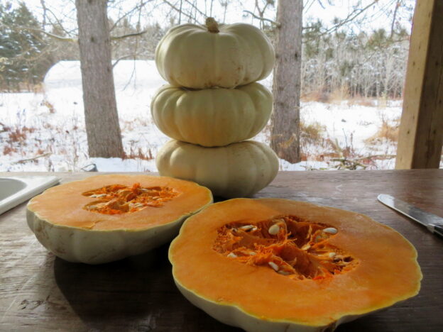 Seed - Squash 'White flat boer' - Catherine's Ornamental Vegetable Garden