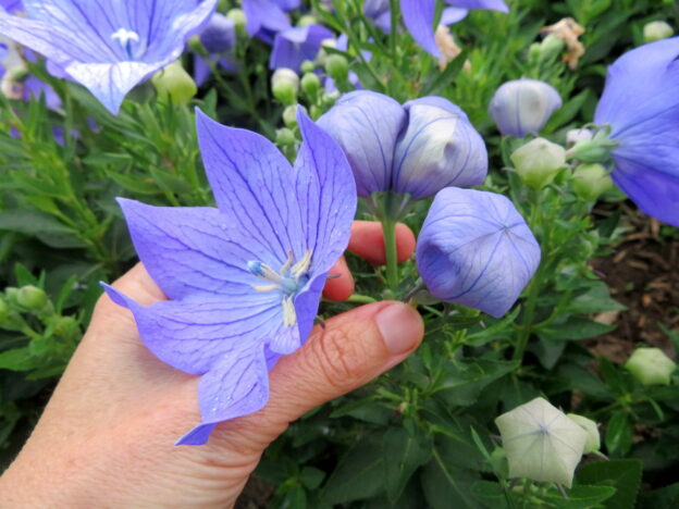 Seed - Large-flowered Bellflower - Catherine's Ornamental Vegetable Garden
