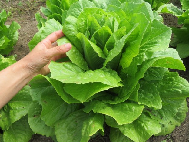 Sachet de semence - Laitue Ballon – Le Potager ornemental de Catherine
