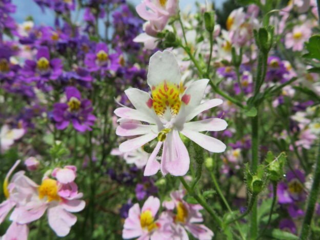 Semence - Orchidée du pauvre - Le potager ornemental de Catherine
