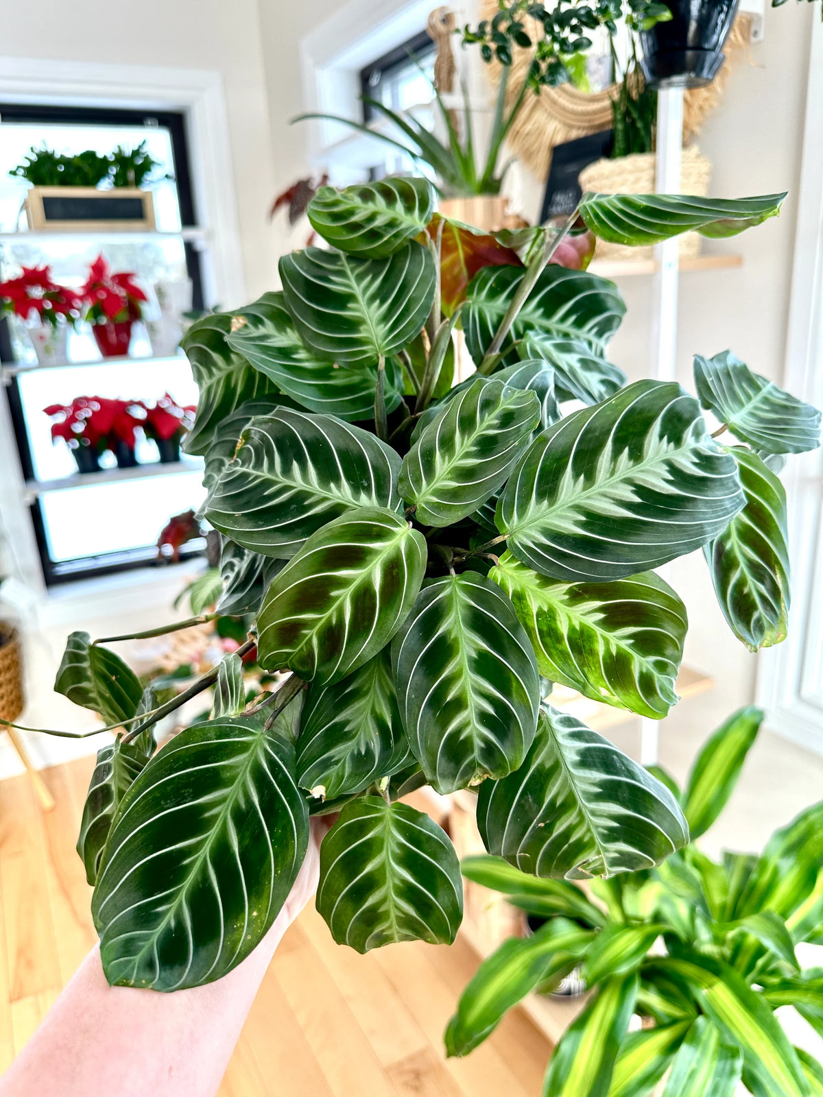 Maranta leuconeura 'Cat Moustache'