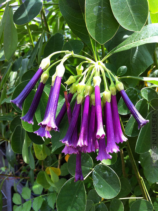Iochroma Standard Purple