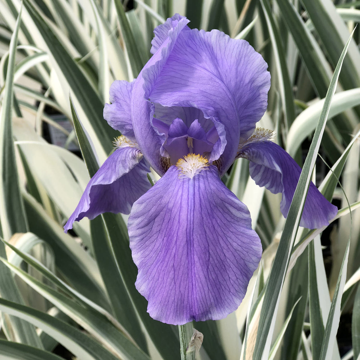 Iris 'Argentea Variegata'