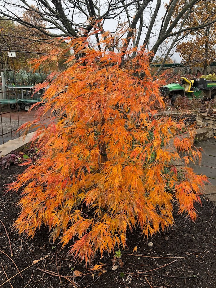 Acer pseudosieboldianum 'Ice Dragon'