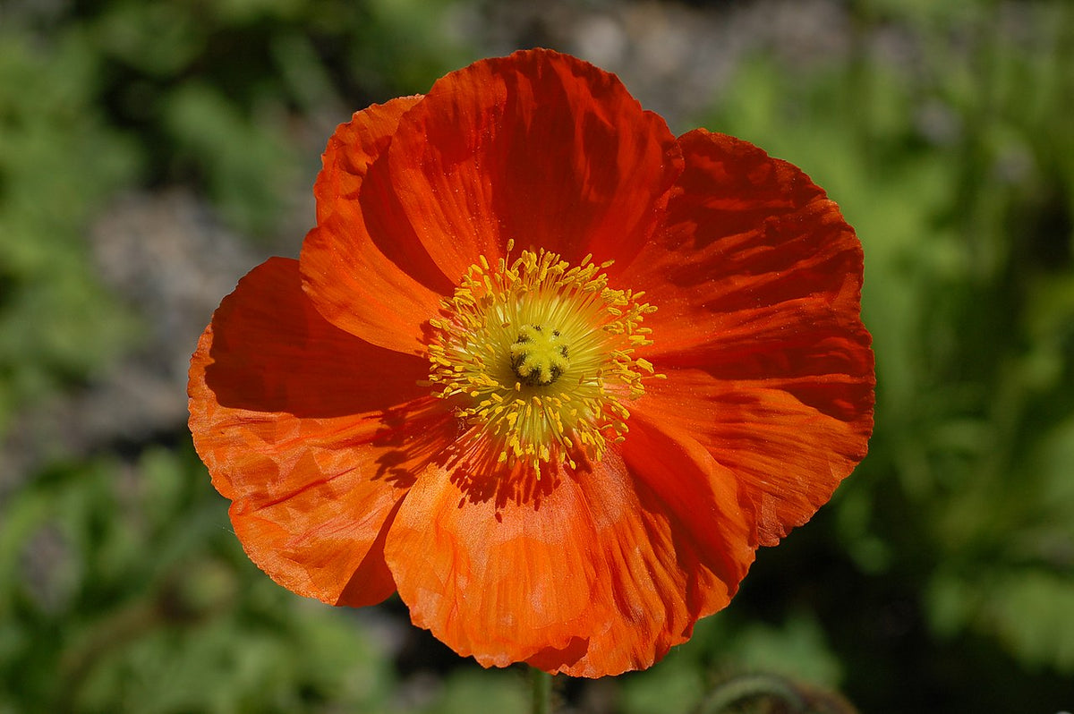 Papaver nudicaule 'Champagne Bubbles Orange'