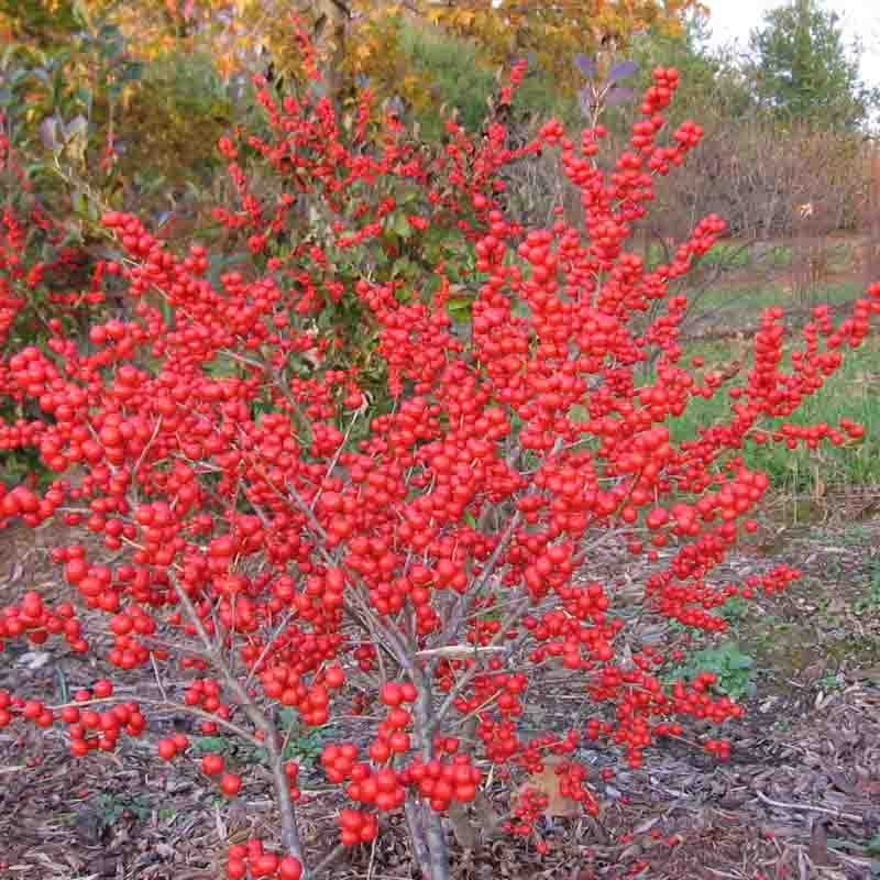Ilex verticillata 'Red Sprite'