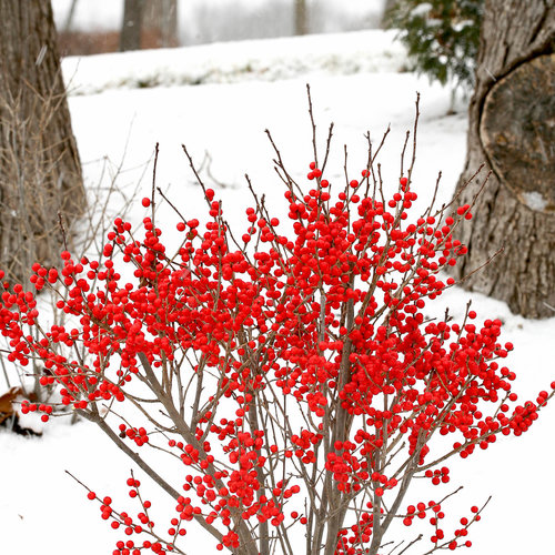 Ilex x verticillata "Berry Poppins" (femelle)