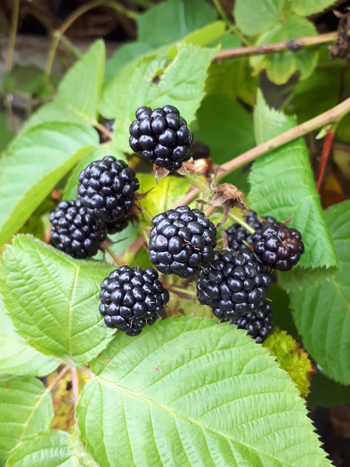 Rubus fruticosus 'Illini Hardy' - Mûriers avec épines