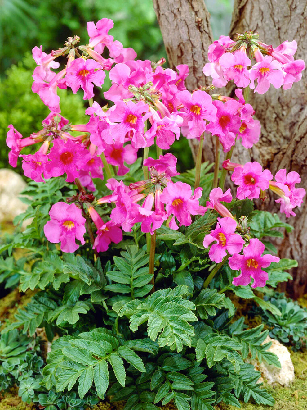 Incarvillea delavayi - Incarvillée