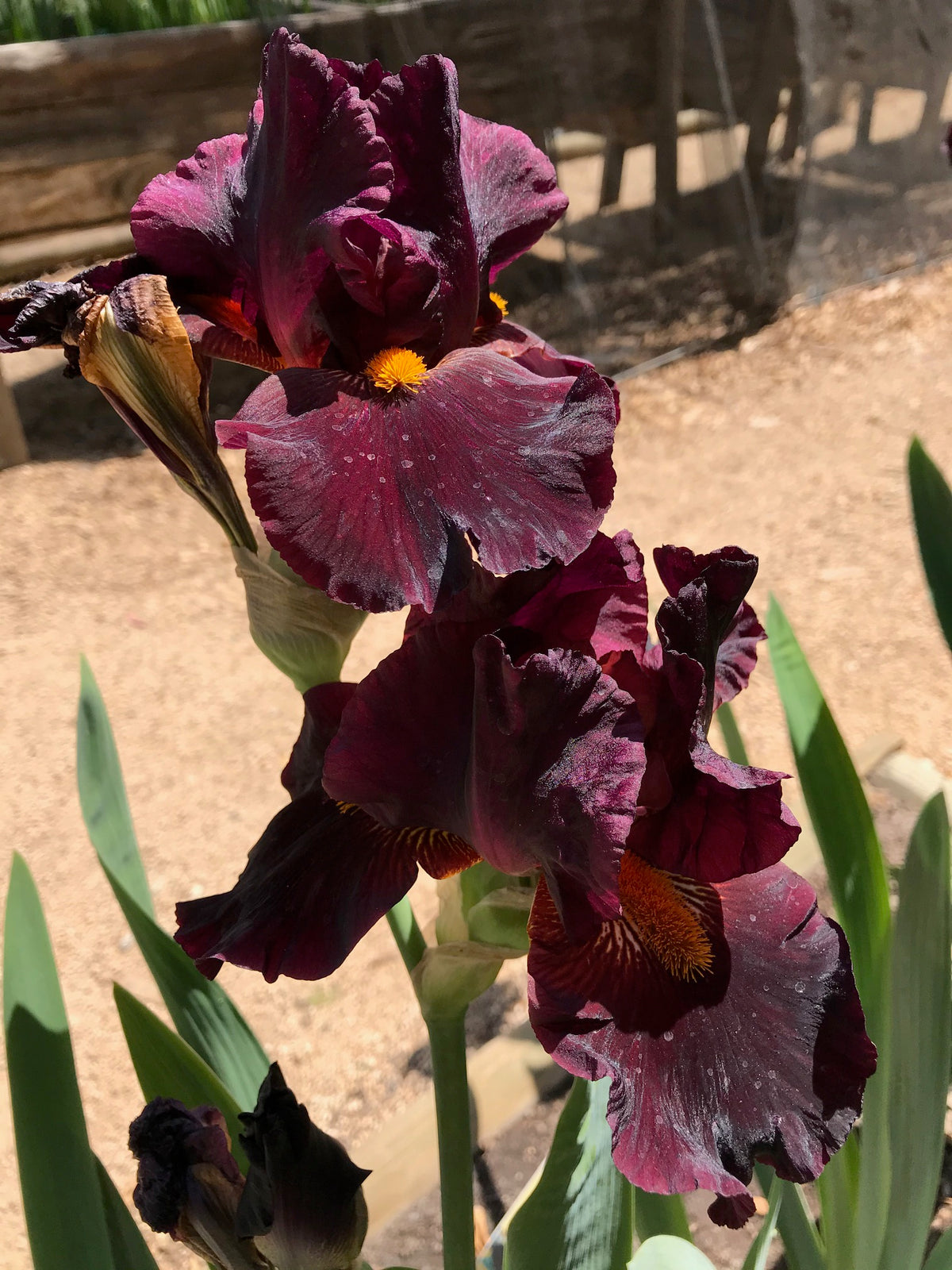 Iris barbata 'Ebony Ember' - Iris barbu