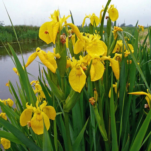 Iris pseudacorus 'Sun Cascade'