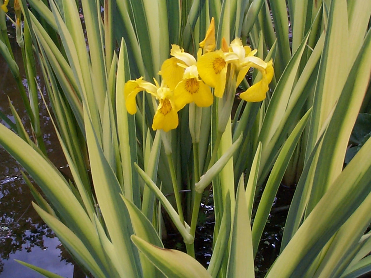 Iris pseudacorus 'Variegata'