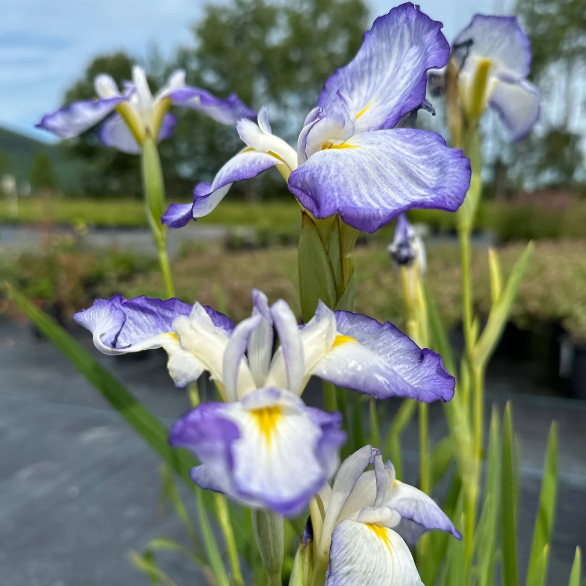 Iris Ensata Blue Beauty