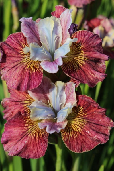 Iris sibirica 'Painted Woman'