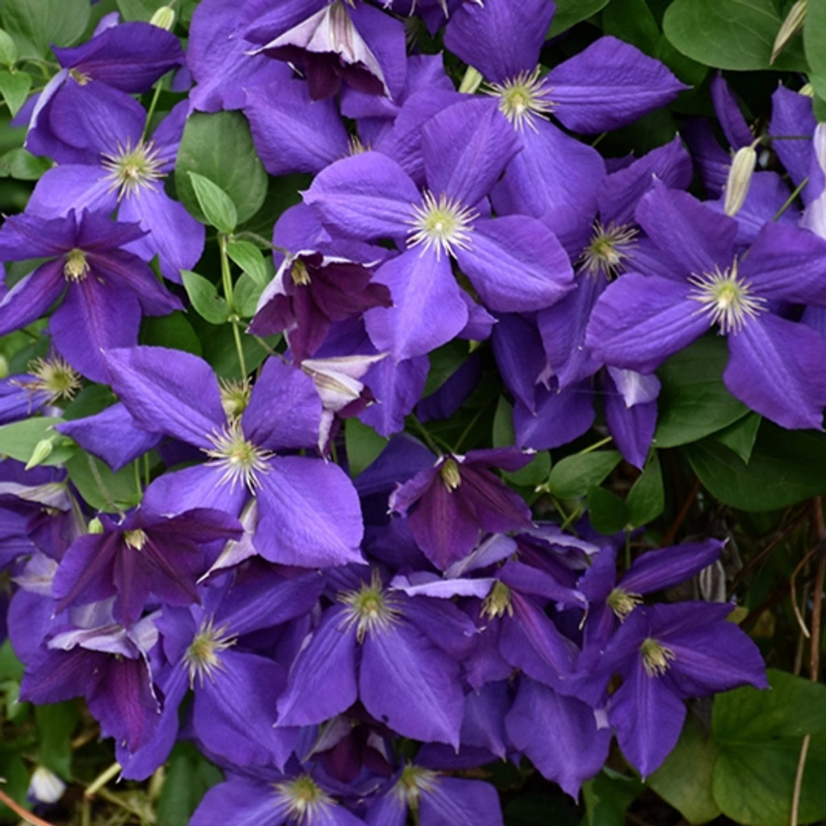 Clematis 'Jackmanii'