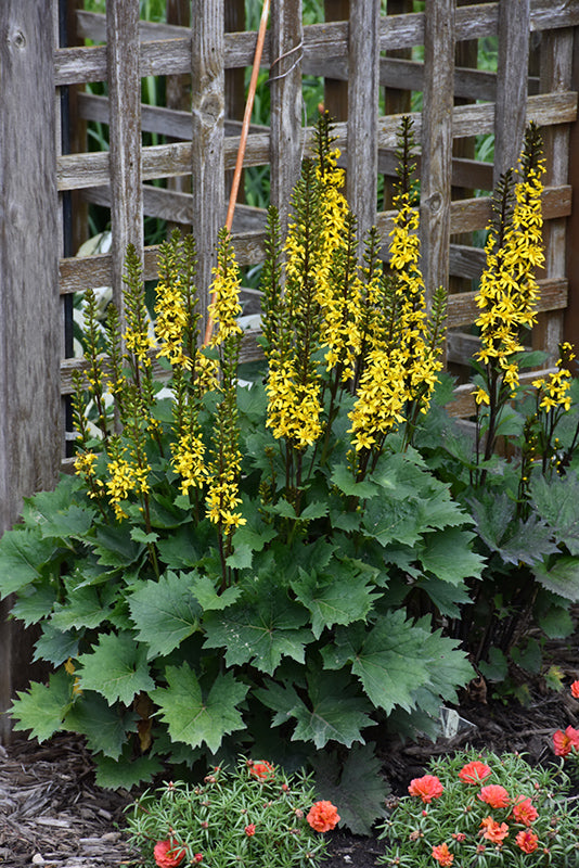 ligularia 'little rocket '