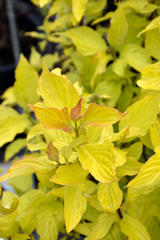 Cornus alba Neon Burst (DOGWOOD)