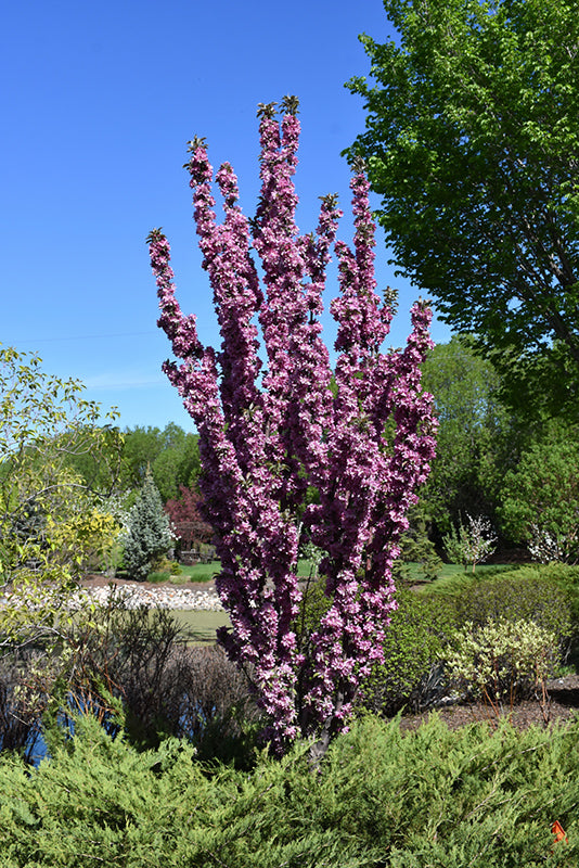 Malus adstringens (x) 'Purple Spire' (Jefspire)