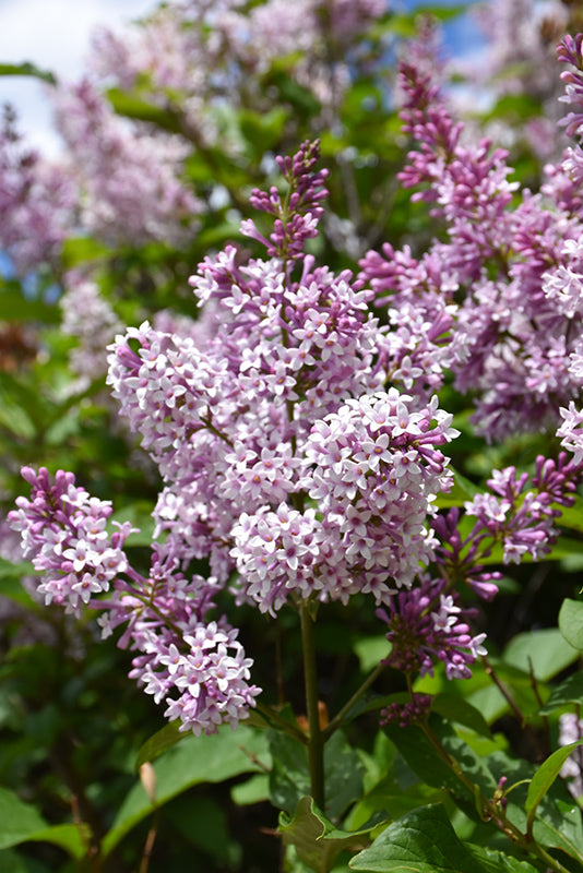 Syringa prestoniae "minuet"