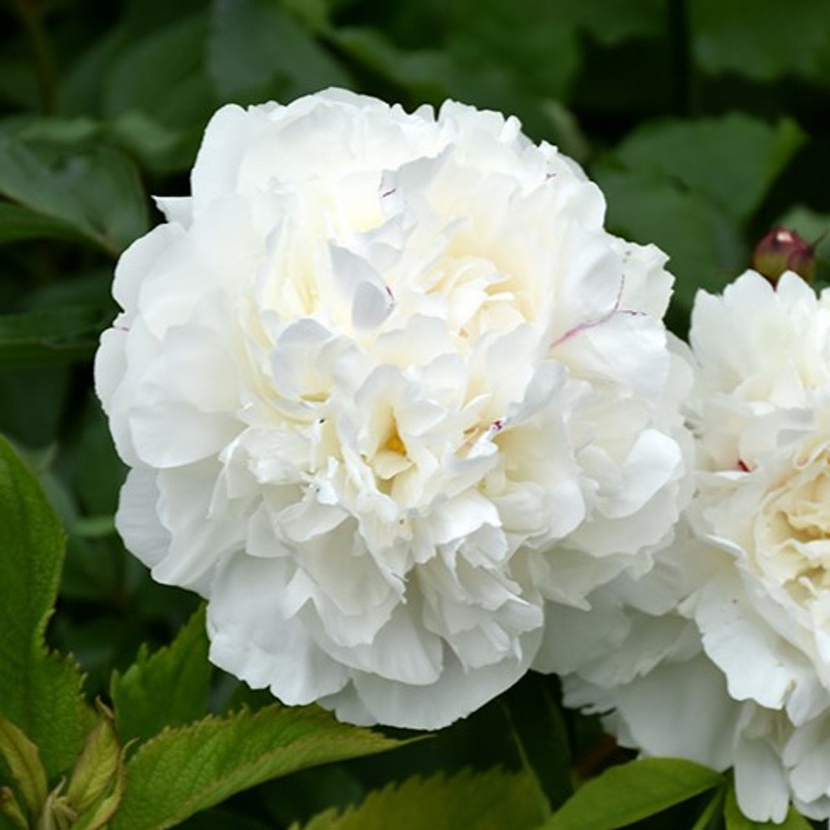Paeonia 'Duchesse de Nemours'
