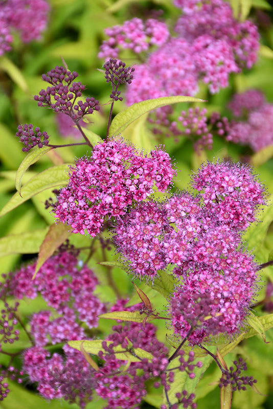 Spiraea japonica 'Flaming Mound' - Spirée 'Flaming Mound'