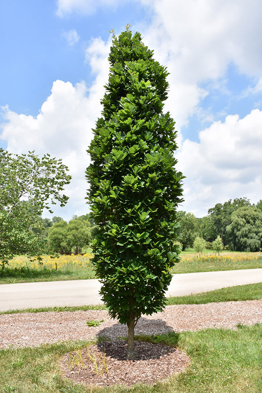 Quercus warei 'Kindred Spirit' ('Nadler')  - Chêne