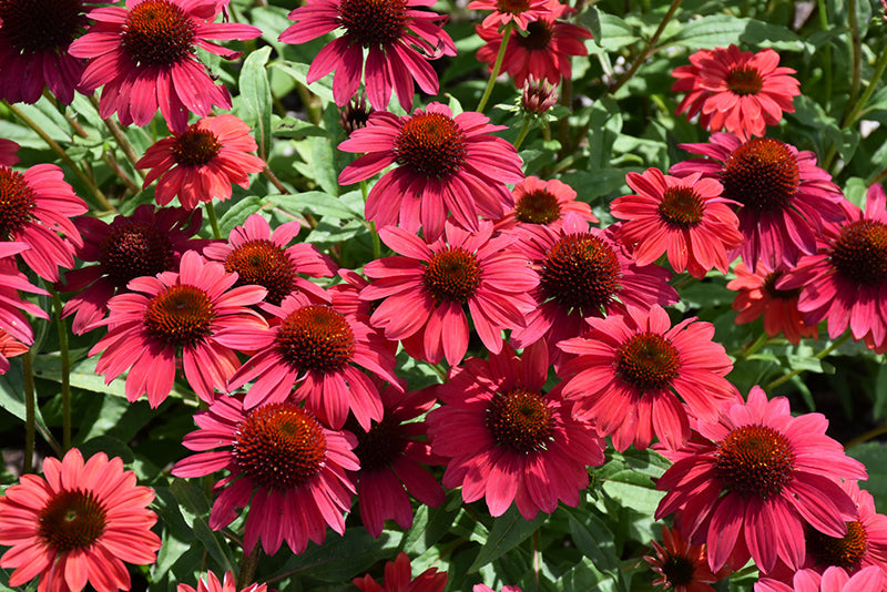 Echinacea Sombrero 'Baja Burgundy'