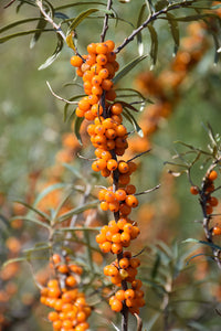 Hippophae rhamnoides 'Orange Russian' - Argousier