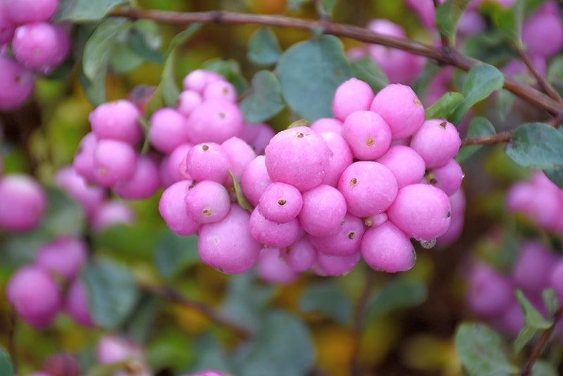 Symphoricarpos Proud Berry® Coralberry