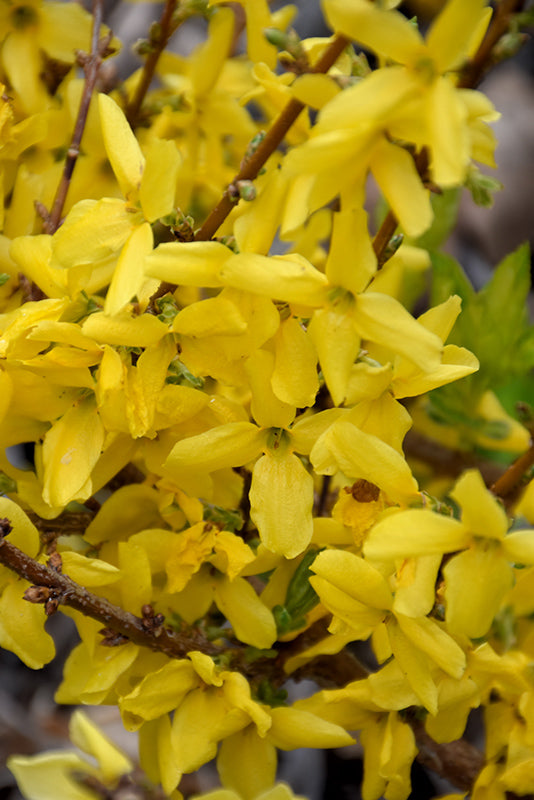 Forsythia intermedia (x) 'Fiesta'