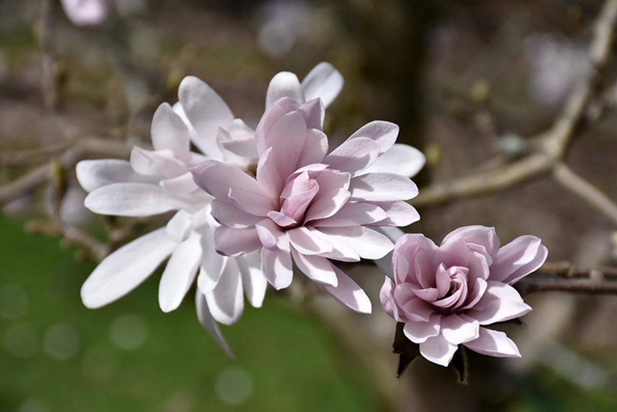Magnolia stellata 'Centennial Blush'