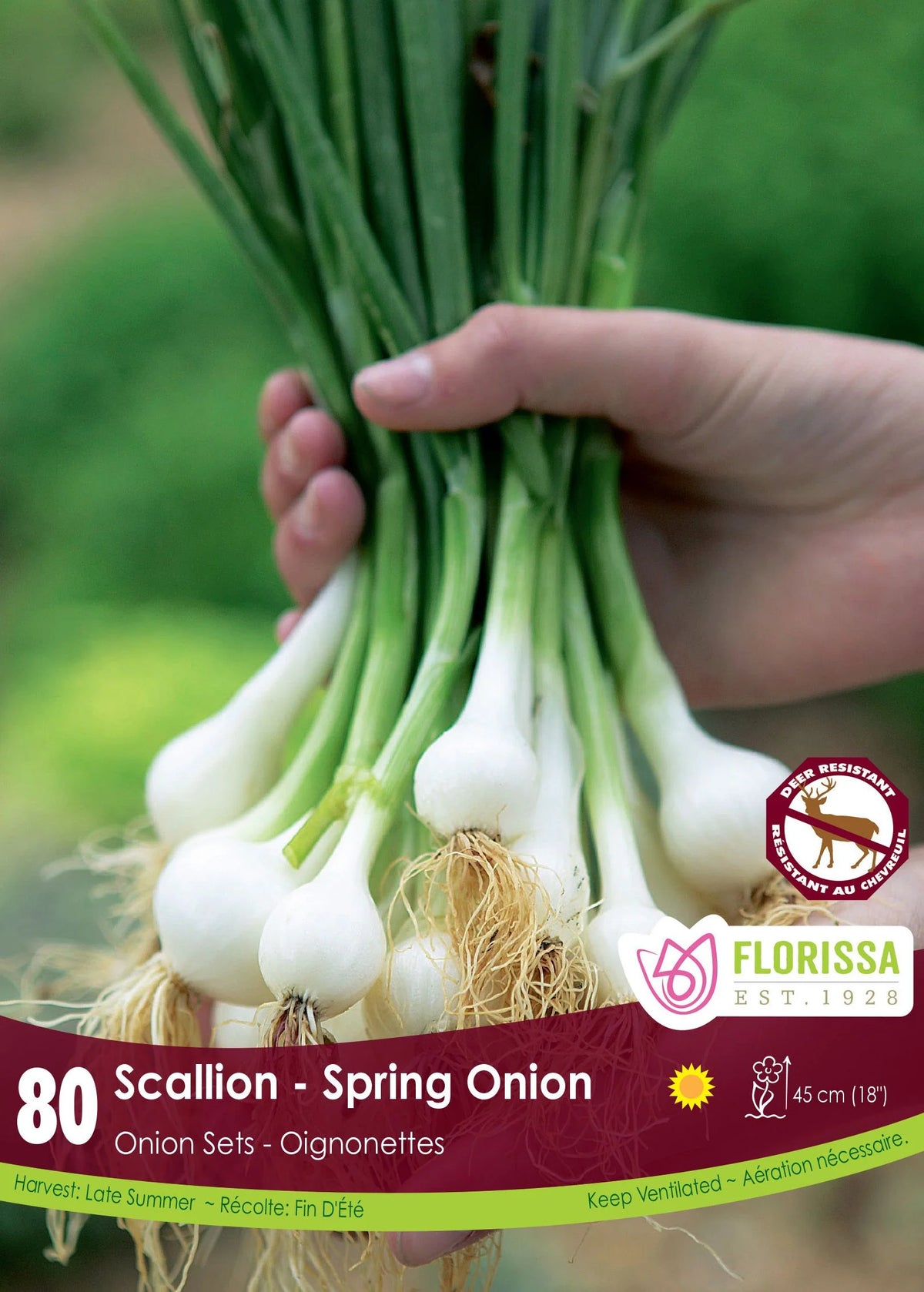 Bulbe Scallions - échalotes françaises longues vertes