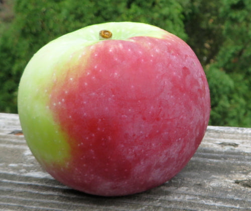 Malus Jersey Mac