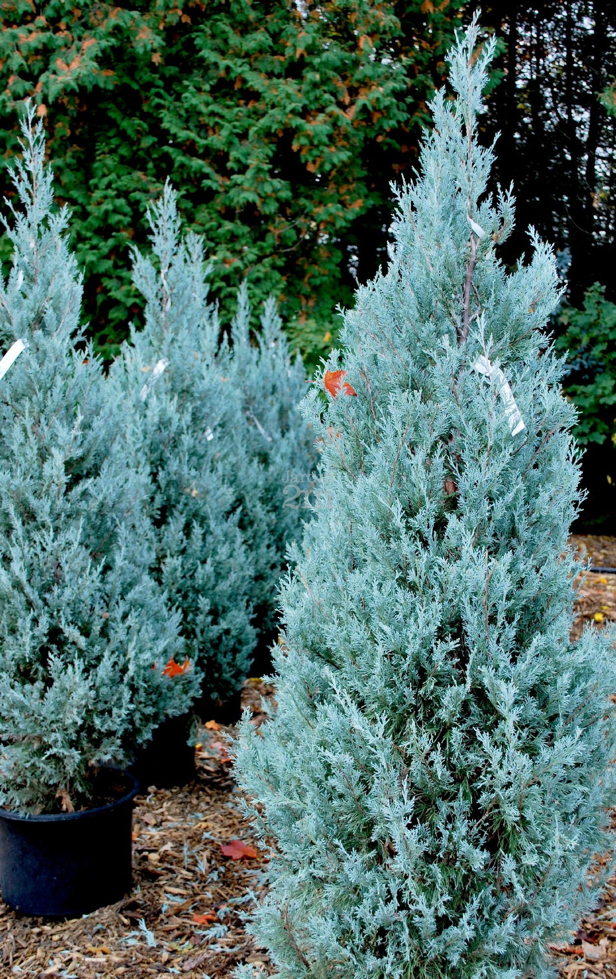 Juniperus scopulorum 'Wichita Blue'
