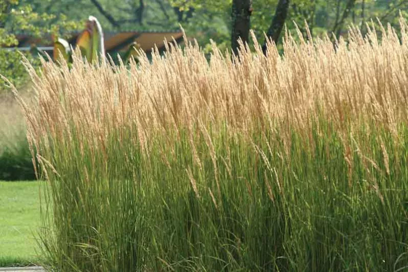 Calamagrostis 'Easy Breezy'