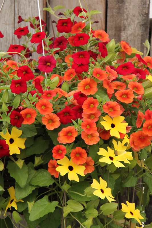 Jardinière de fleurs - panier suspendu