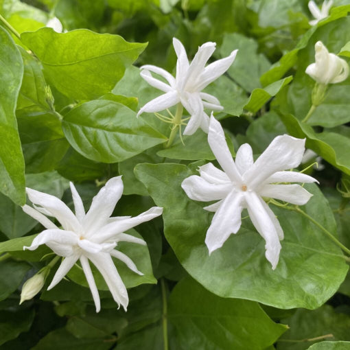 Jasmine ‘Belle of India’ (Jasminum)