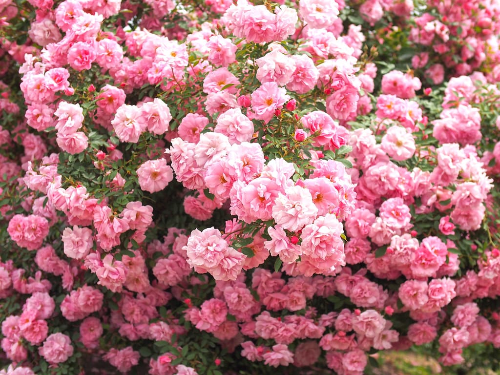 Rosa 'John Davis' - rosier